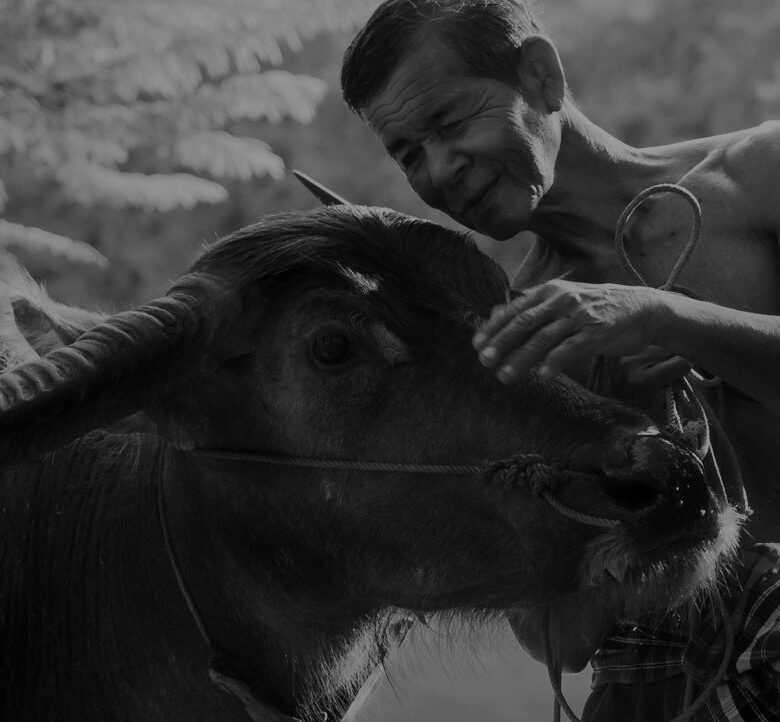 Thai Man with Buffalo